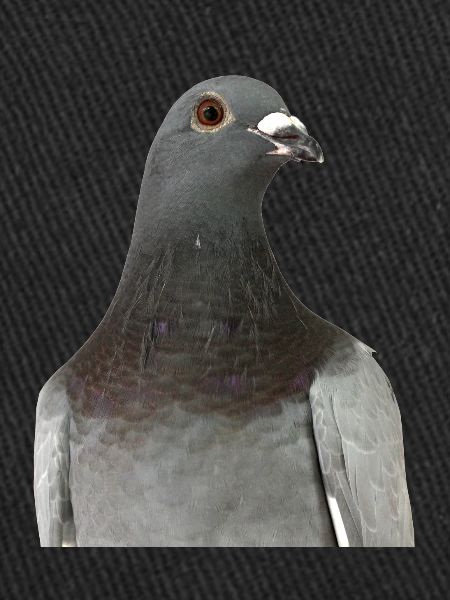 Pigeon