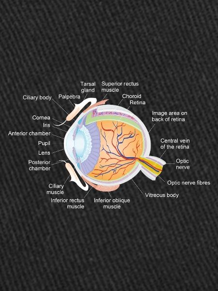 Human eye