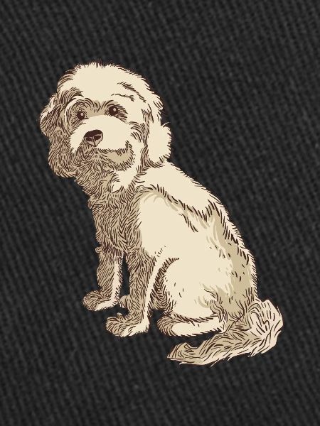 Cockapoo Hundezeichnung eines Cockapoo