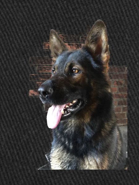 German Shepherd Profile Picture