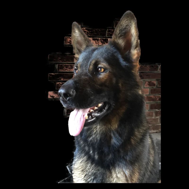 Deutscher Schäferhund Profilbild