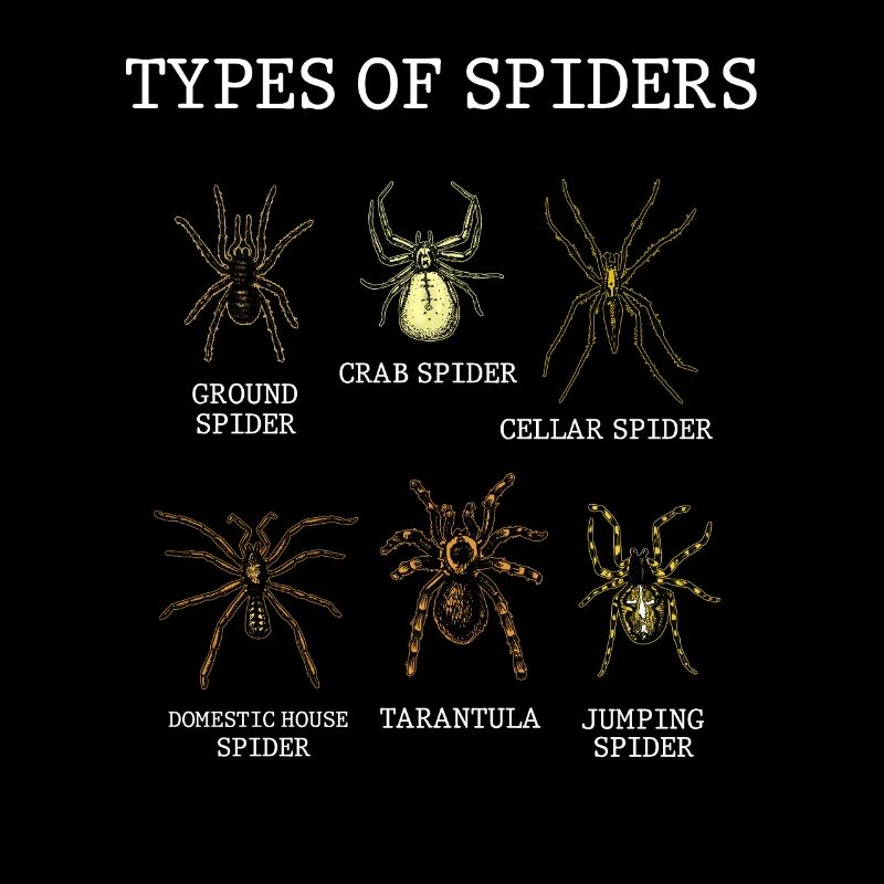 Espèces d’araignées, d’araignées, d’arachnologie