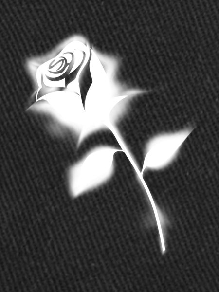 Rose blanche
