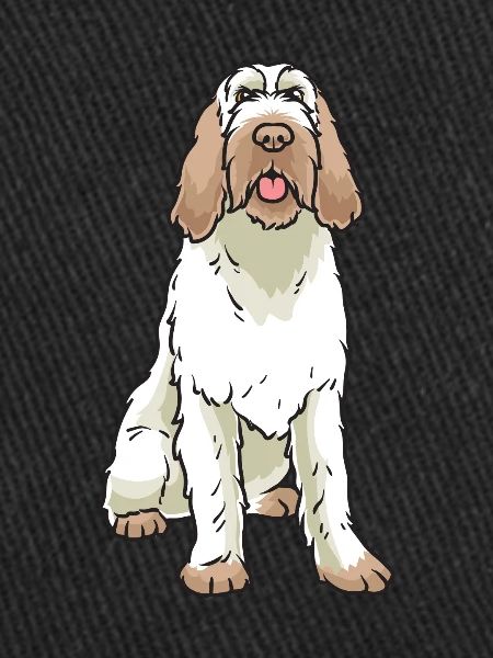 Spinone Italiano Chien