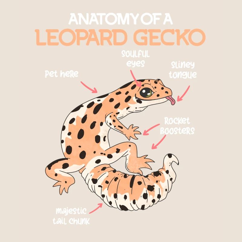 Terrarium Anatomie eines Gecko Echse Leopardgecko