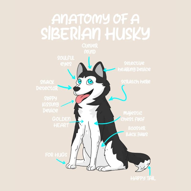 Anatomie eines Huskys Hundebesitzer Hunde