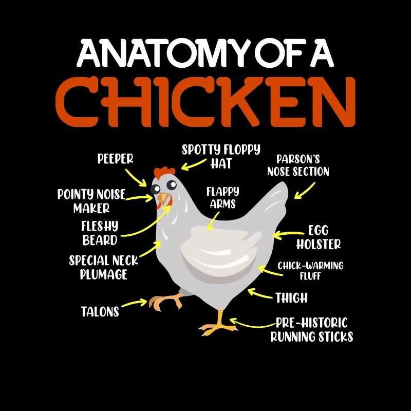 Hühnchen Anatomy Hahn Huhn Henne Eier