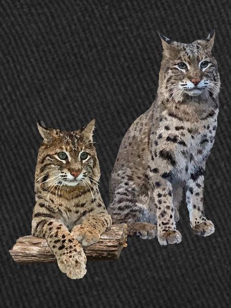 Lynx