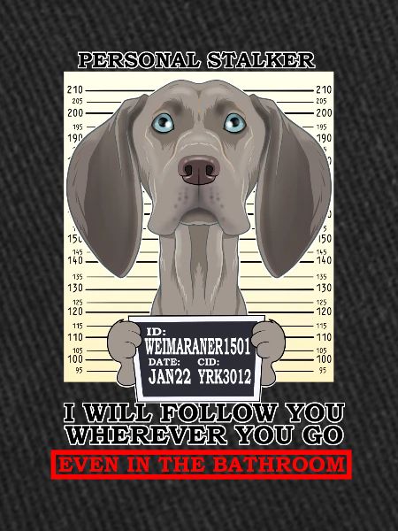 Weimaraner Personal Stalker Ill Suivez-vous