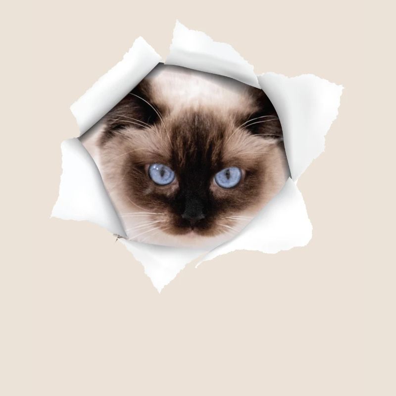 Nette Katze Torn - Ragdoll Cat