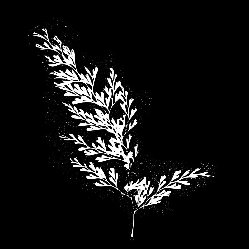 Farn Blatt