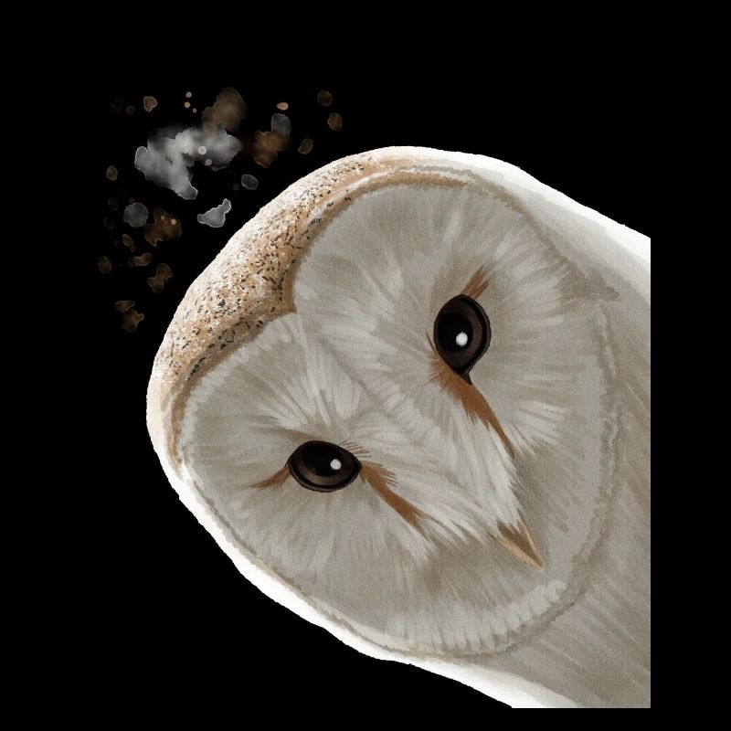 Funny Curious Owl