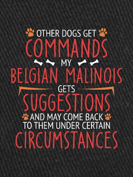 Malinois belge commande Berger belge