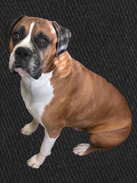 Boxer chien