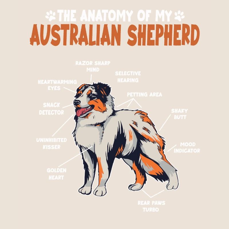 Australian Shepherd Aussie Anatomie Aussie