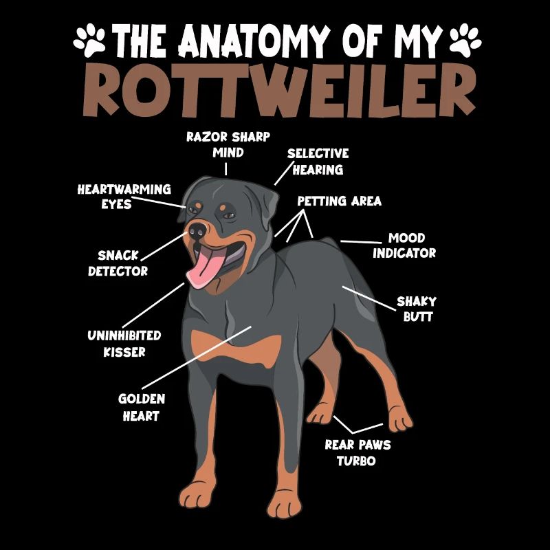 Rottweiler Anatomie Drôle Chien Propriétaire Promenade