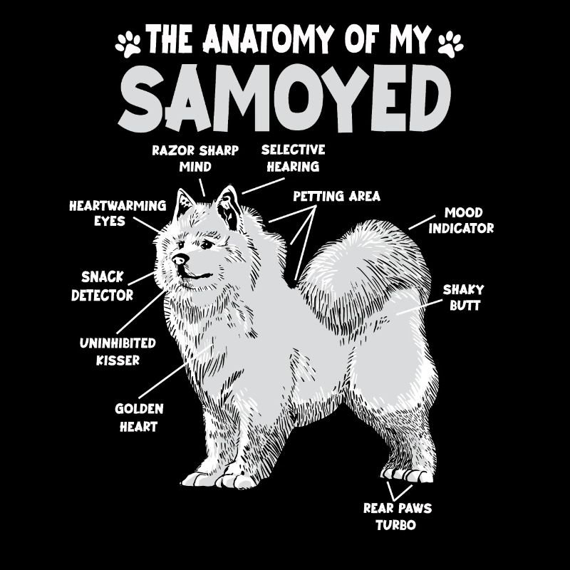 Anatomie Samoyède drôle propriétaire de chien walkinggan