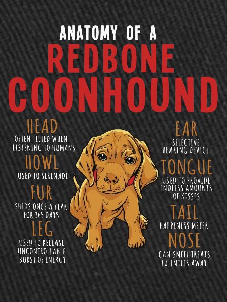 Anatomie d’un Redbone Coonhound