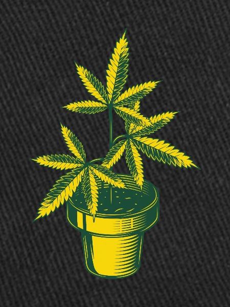 Cannabis Hemp Plant