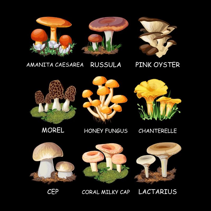 Cueillette de champignons Espèces de champignons Cueilleurs de champignons