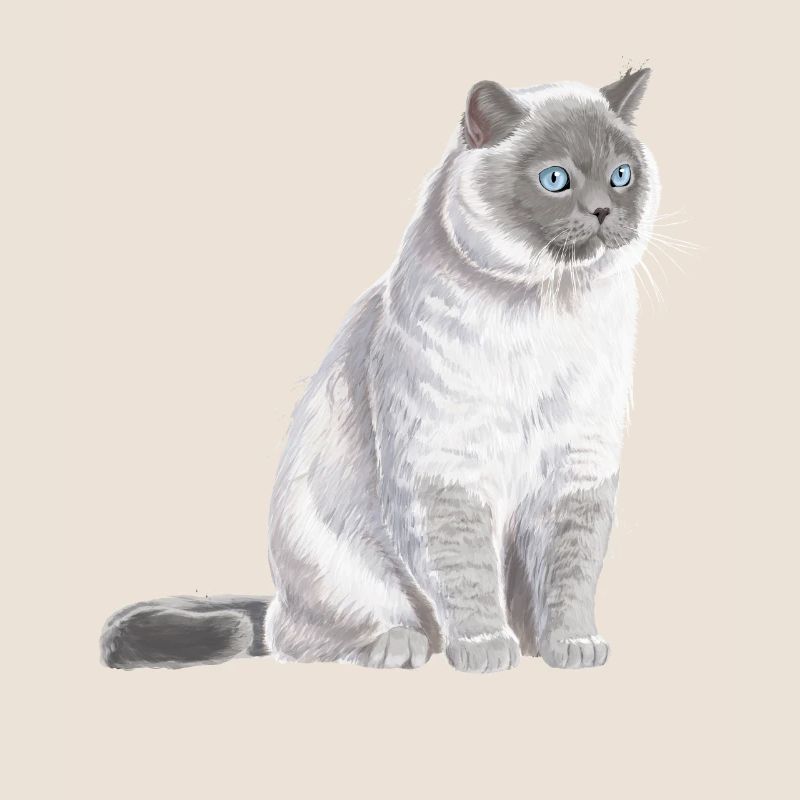 Sitzende Colourpoint Britisch Kurzhaar Katze