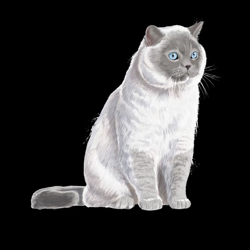 Sitzende Colourpoint Britisch Kurzhaar Katze