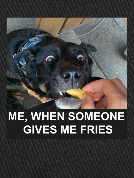 Français frites chien