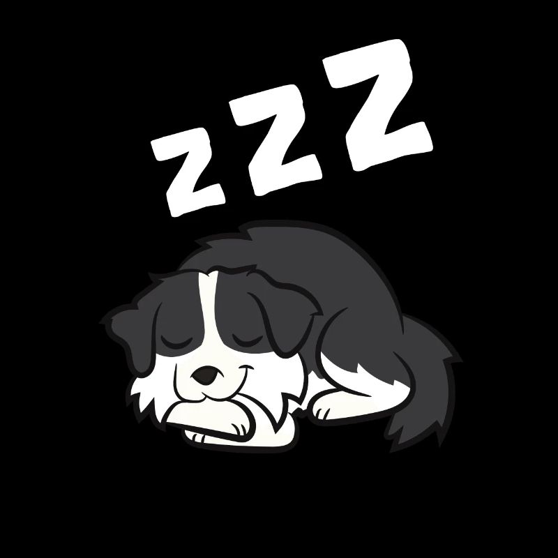 Border Collie Border Collie Chien Dormir
