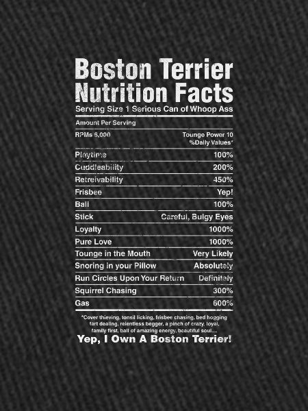 Boston Terrier