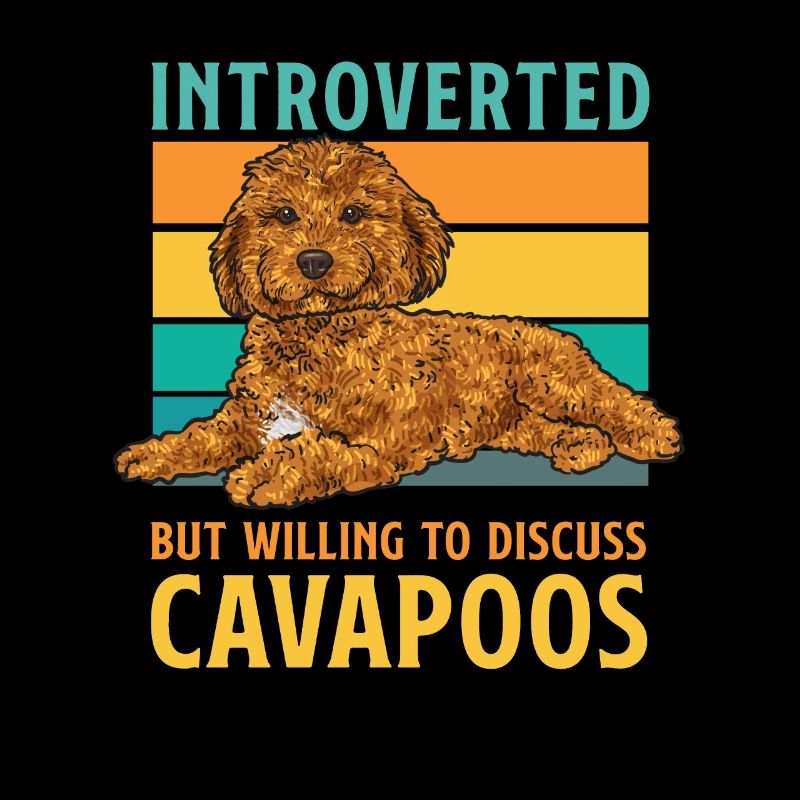 Cavapoo Cavoodle Capoodle Hund