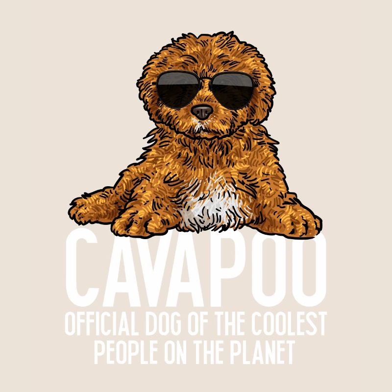 Cavapoo Cavoodle Capoodle Chien