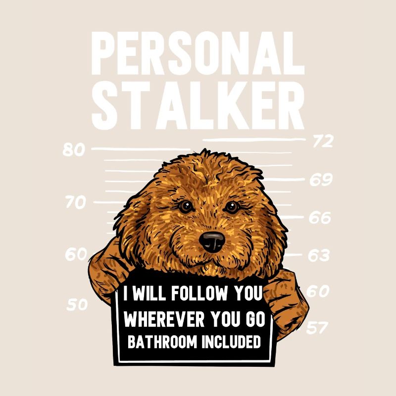 Cavapoo Cavoodle Capoodle Hund