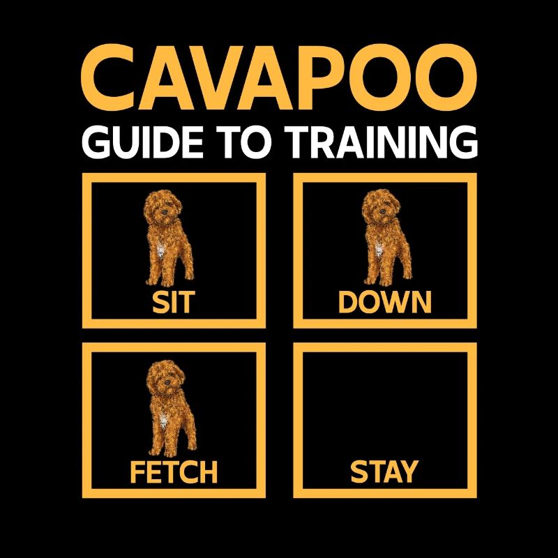 Cavapoo Cavoodle Capoodle Hund