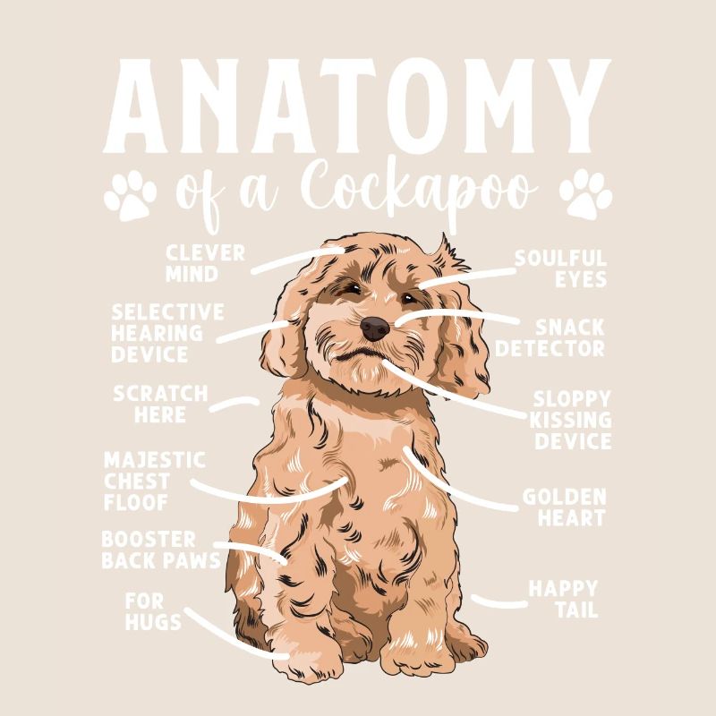 Cockapoo Chien