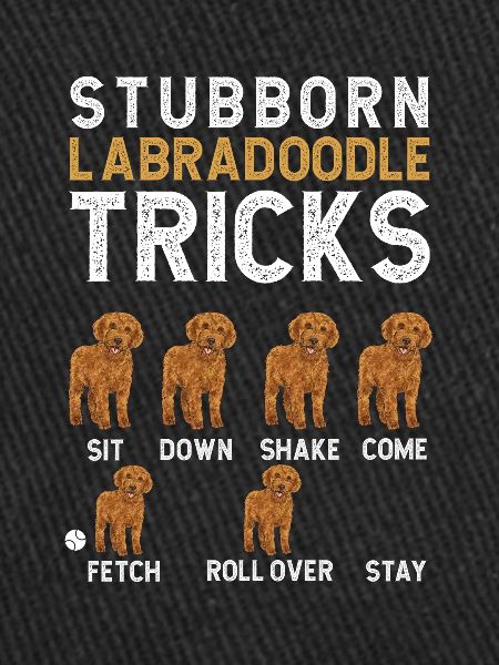 Labradoodle Hund