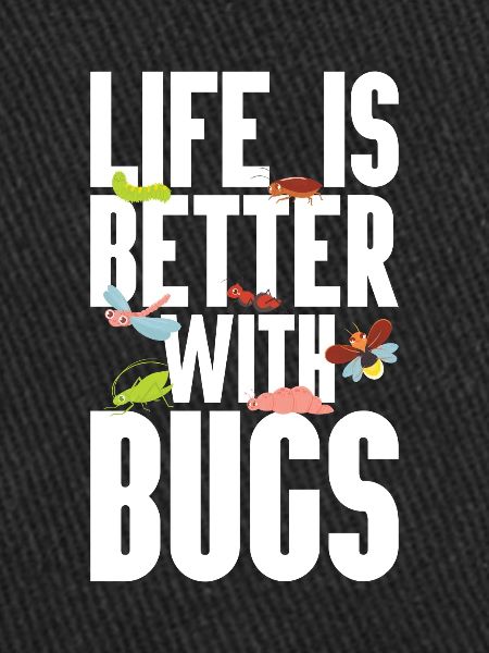 Insecte