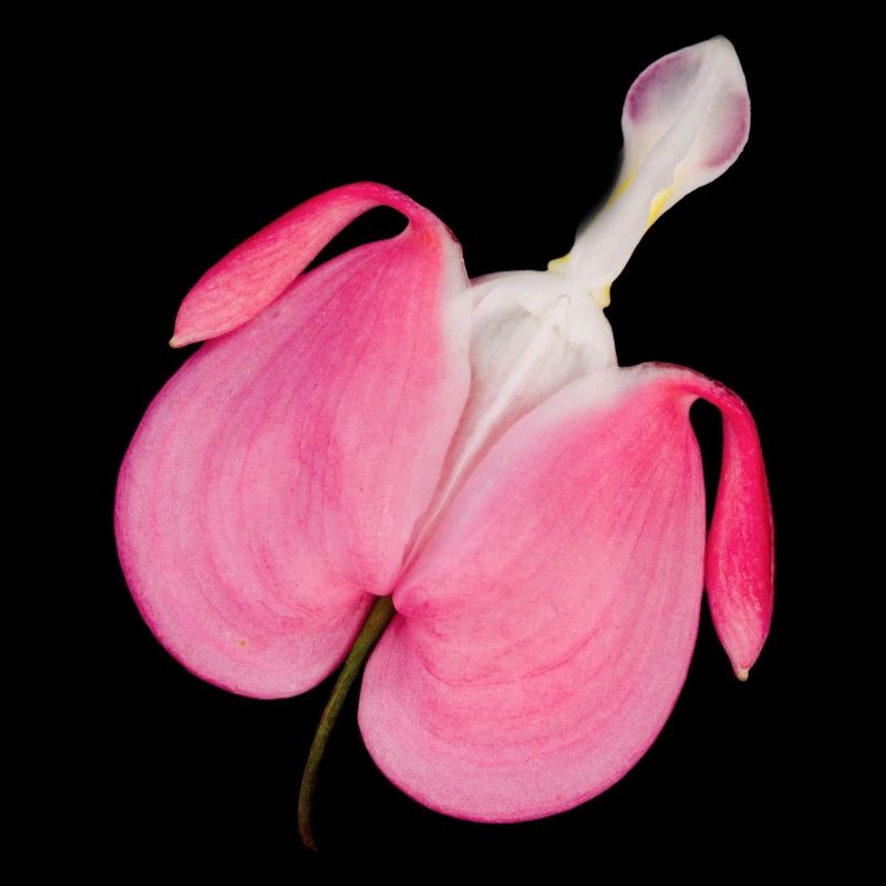 Blume erotisch