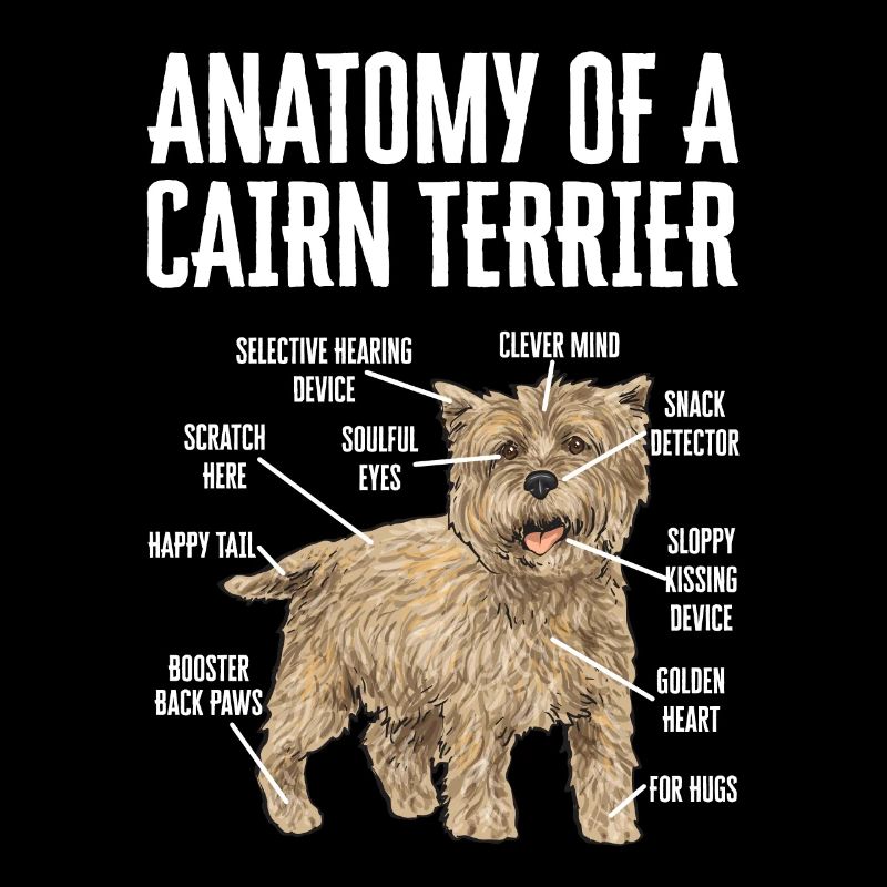 Cairn Terrier Chien