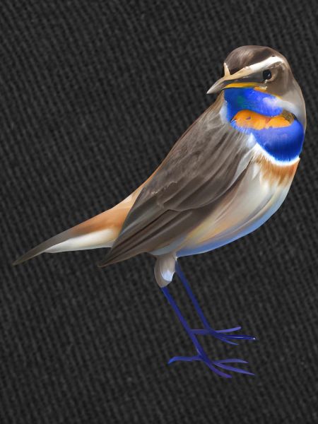 Bluethroat Bird
