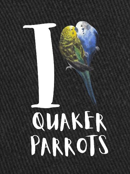 Blue Quaker Parrot Maman