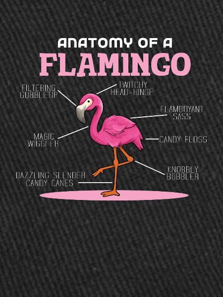 Anaotomy Of A Flamingo