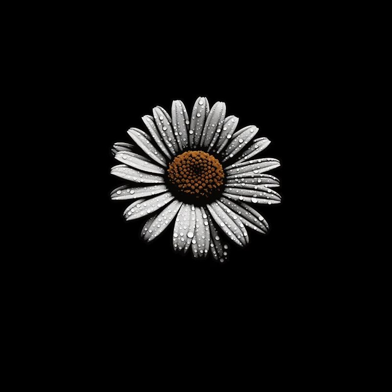 Gänseblümchen Sillouetthe
