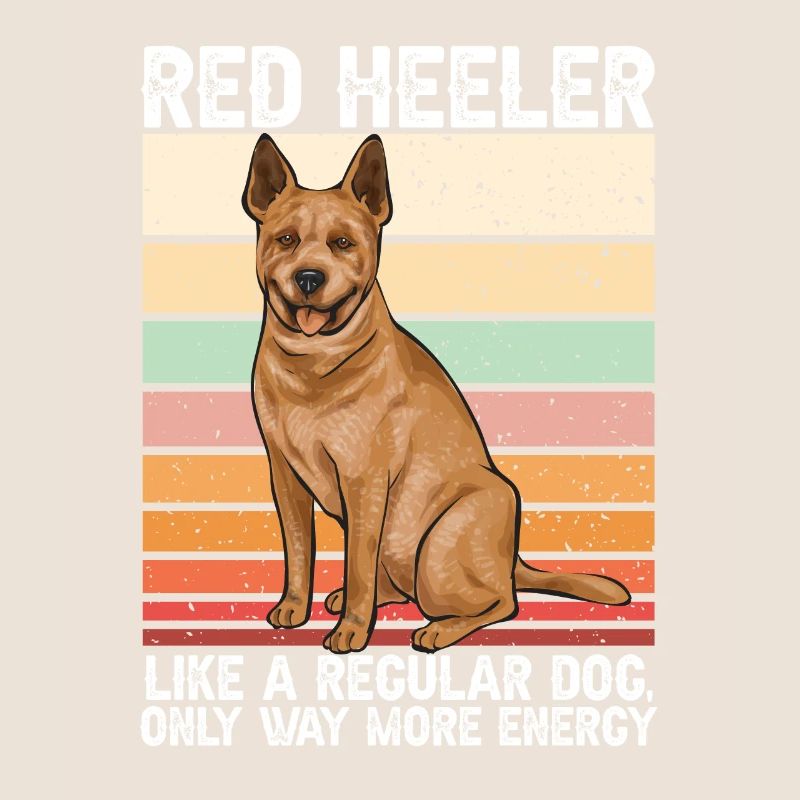 Bouvier australien Red Blue Heeler