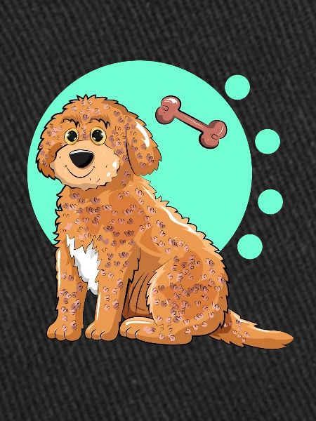 Cockapoo Dog