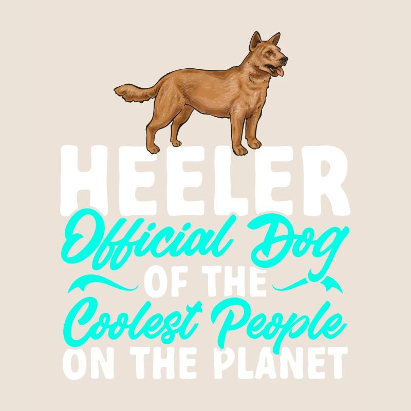 Bouvier australien Red Blue Heeler