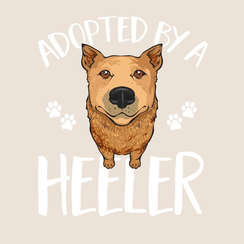 Bouvier australien Red Blue Heeler