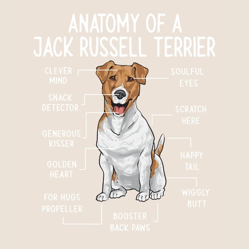 Jack Russell Terrier