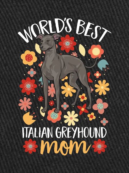 Lévrier italien Greyhound Chiens