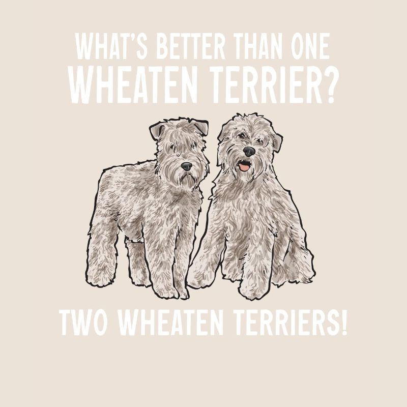 Terrier irlandais à enrobage doux