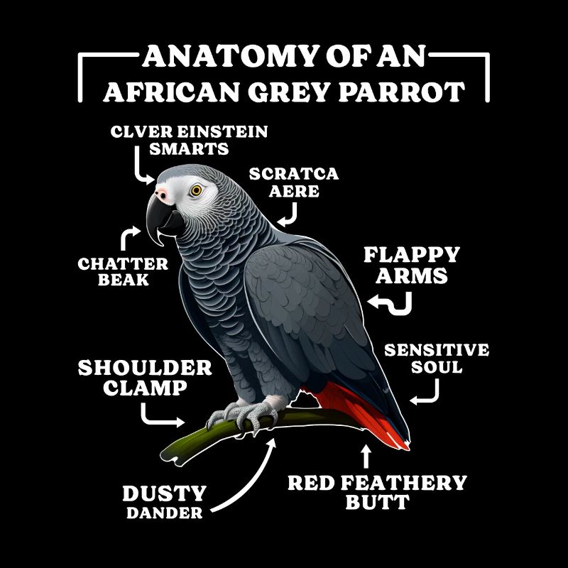 Grau Papagei Anatomie d’un perroquet gris d’Afrique